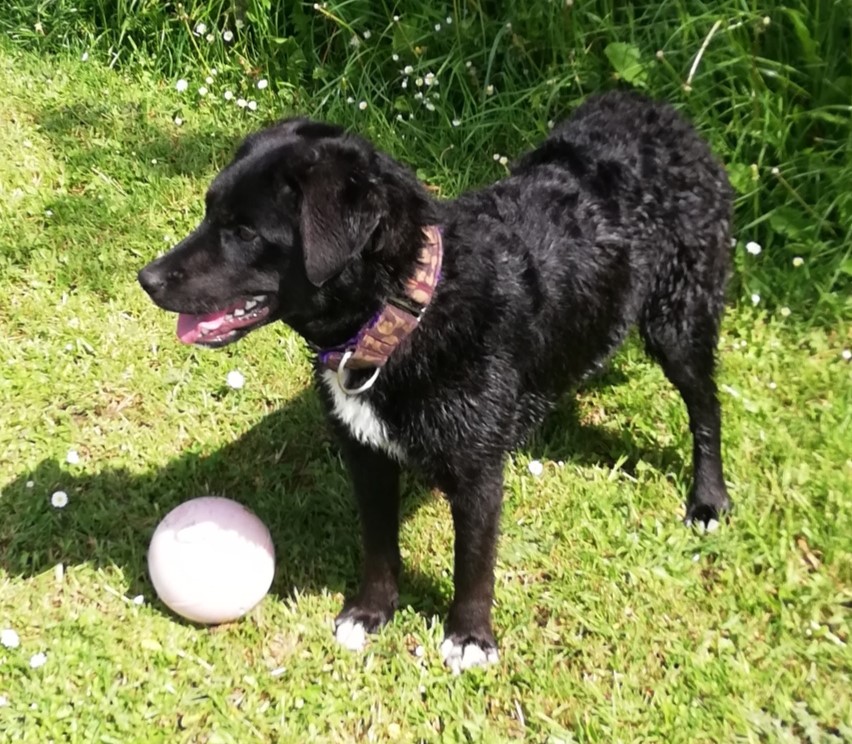 patterdale collie cross puppies