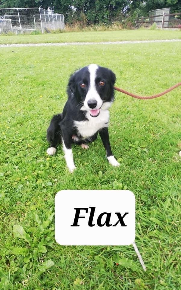 flax Dogs in Need